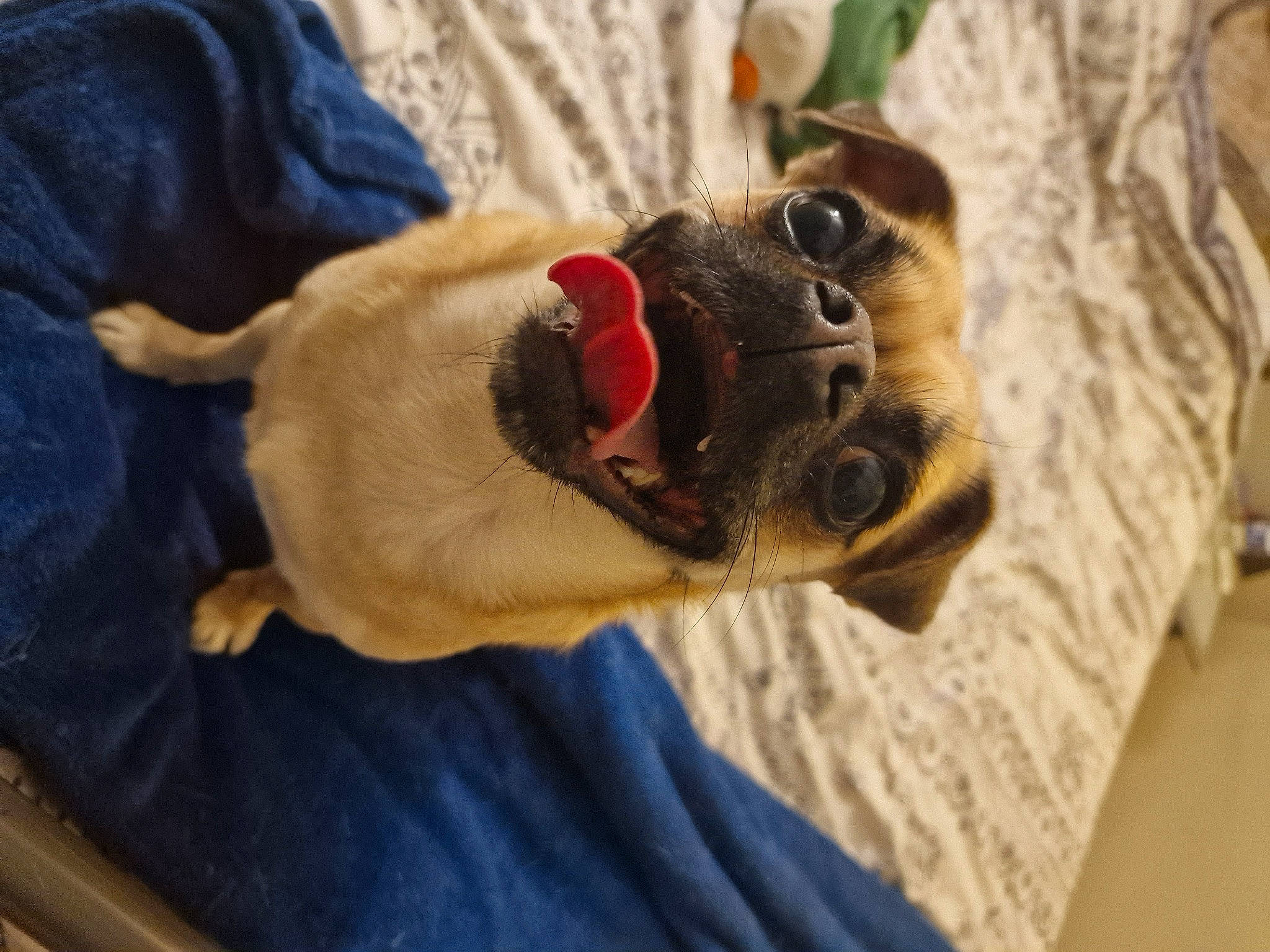 Gaya participe au concours pour gagner de l'argent avec cette photo : canidae, carnivore, collar, comfort, companion_dog, dog, dog_breed, dog_collar, dog_supply, ear, fawn, fur, paw, plant, snout, sporting_group, toy_dog, whiskers, working_animal, wrinkle