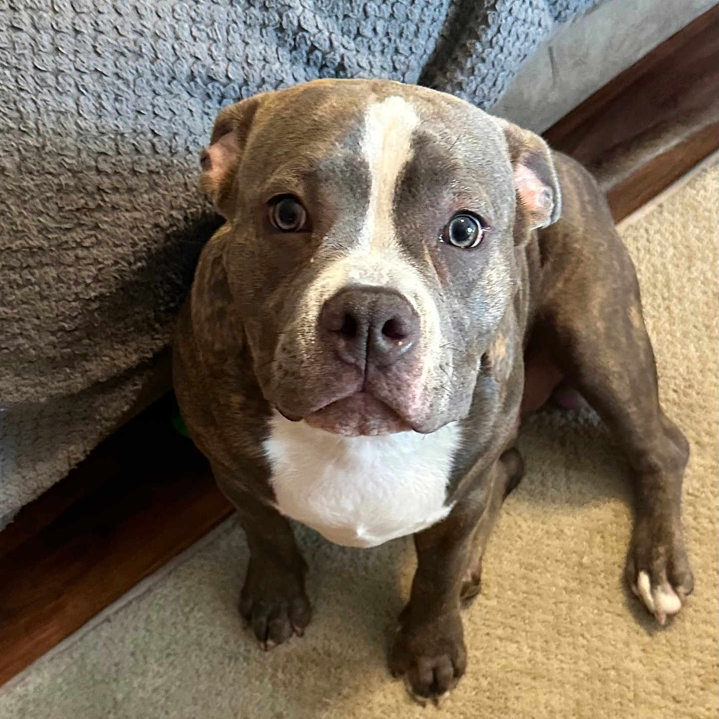 Loki