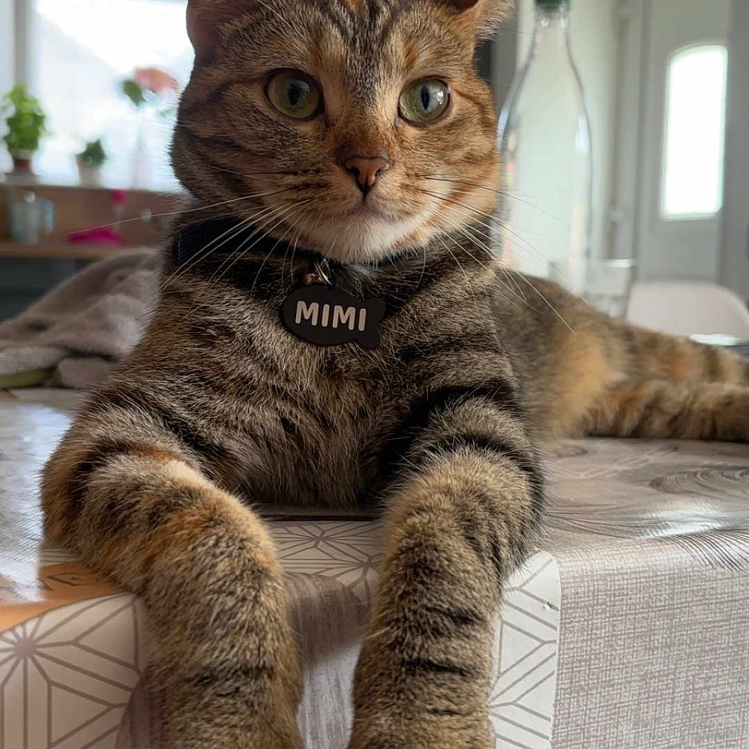Mimi a rejoint le concours — aidez-le/la à gagner de superbes lots ! abyssinian, accessories, animal, architecture, building, cat, couch, furniture, hardwood, homedecor, indoors, interiordesign, kitten, linen, livingroom, manx, pet, plant, room, wood