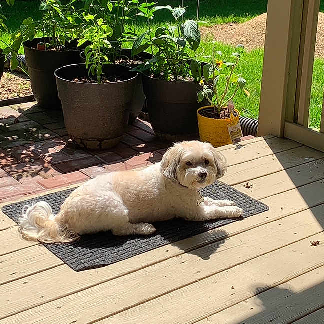Leonitus is registered to the contest to win money with this photo: canine, daylight, dog, domestic_animal, garden, greenery, leafy_plants, mat, nature, outdoor, pet, porch, potted_plants, relaxing, resting, shadow, summer, sunlight, white_dog, wooden_floor