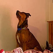 Max joined the competition — help win amazing prizes! animal, bed, bedroom, blanket, cabinet, canine, couch, cushion, dog, furniture, homedecor, hound, indoors, interiordesign, linen, pet, pointer, puppy, quilt, room
