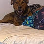 Max joined the competition — help win amazing prizes! animal, bed, bedroom, blanket, bulldog, canine, couch, cushion, dog, furniture, homedecor, hound, indoors, labradorretriever, linen, person, pet, puppy, room, sleeping