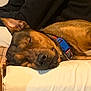 Max joined the competition — help win amazing prizes! accessories, adult, animal, bed, bulldog, canine, collar, couch, cushion, dog, furniture, homedecor, hound, indoors, male, man, person, pet, puppy, sleeping