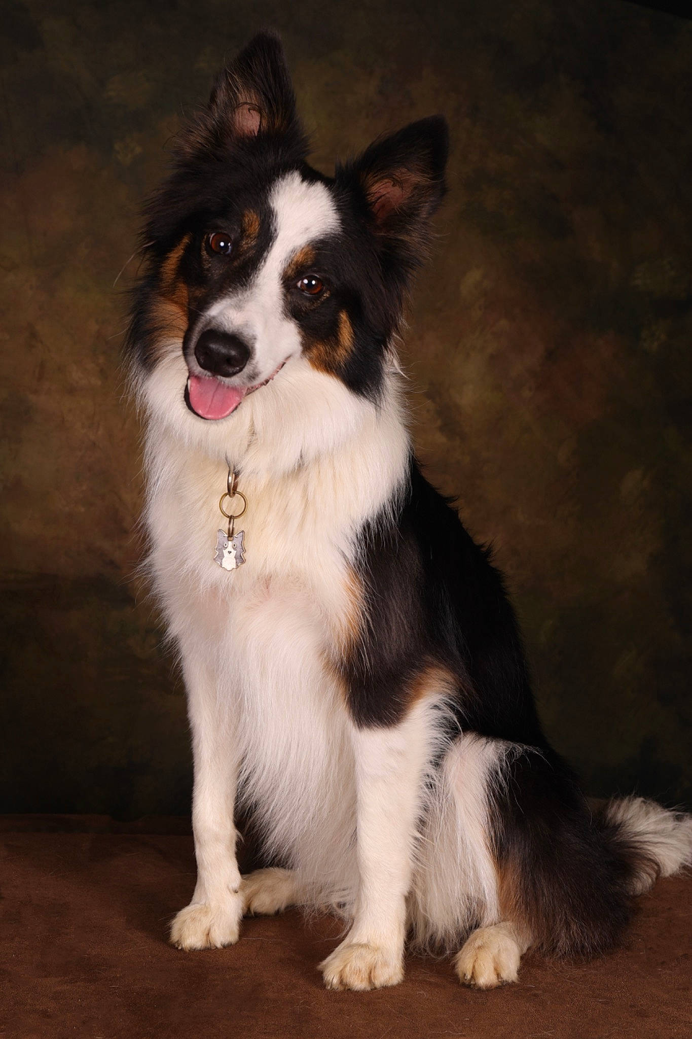 Pearl participe au concours pour gagner de l'argent avec cette photo : australian_collie, border_collie, carnivore, companion_dog, dog, dog_breed, fur, herding_dog, snout, sporting_group, whiskers, working_animal, working_dog