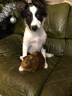 Pearl a rejoint le concours — aidez-le/la à gagner de superbes lots ! border_collie, canidae, carnivore, companion_dog, dog, dog_breed, mammal, papillon, puppy, rare_breed_dog, sporting_group, vertebrate