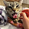 cat, tabby, tongue_out, pet, hand, blanket, cozy, indoor, fur, whiskers, cute, playful, closeup, animal, resting, soft_texture, brick_wall, domestic, feline, expression