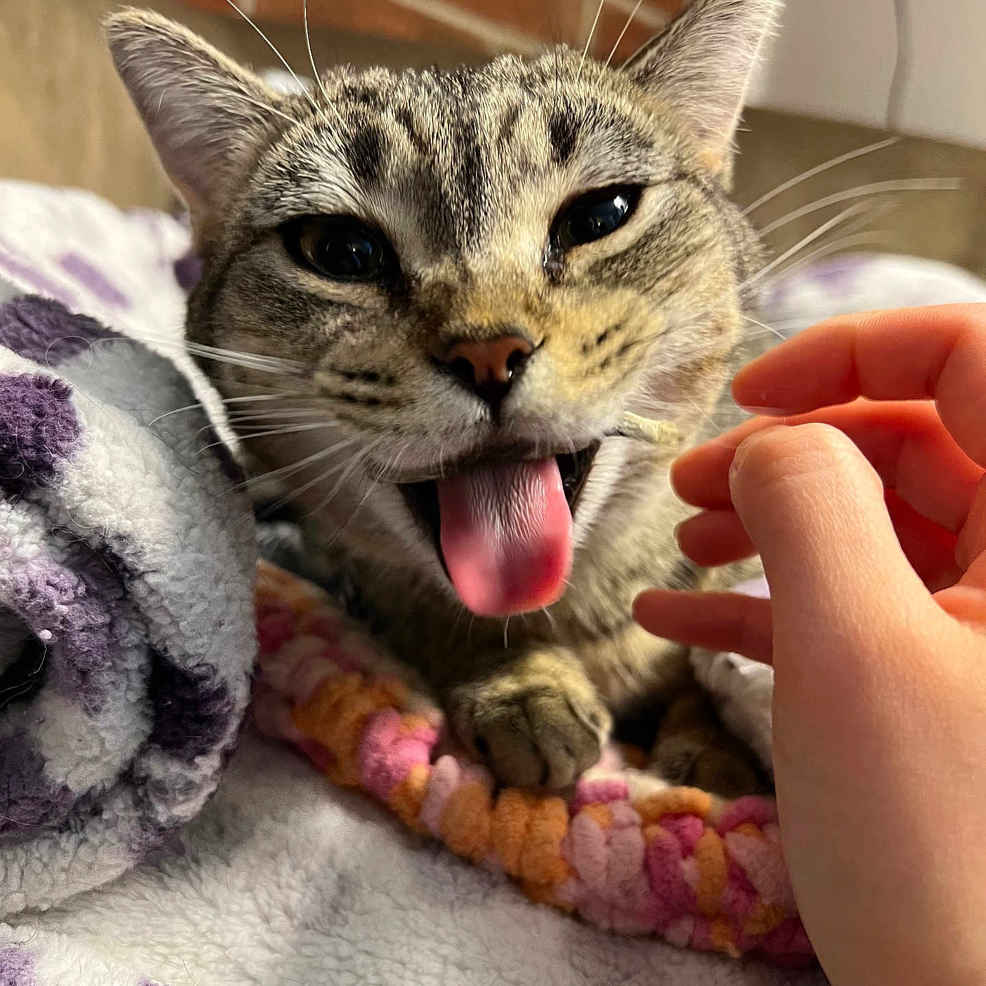 Megumi is registered to the contest to win money with this photo: cat, tabby, tongue_out, pet, hand, blanket, cozy, indoor, fur, whiskers, cute, playful, closeup, animal, resting, soft_texture, brick_wall, domestic, feline, expression