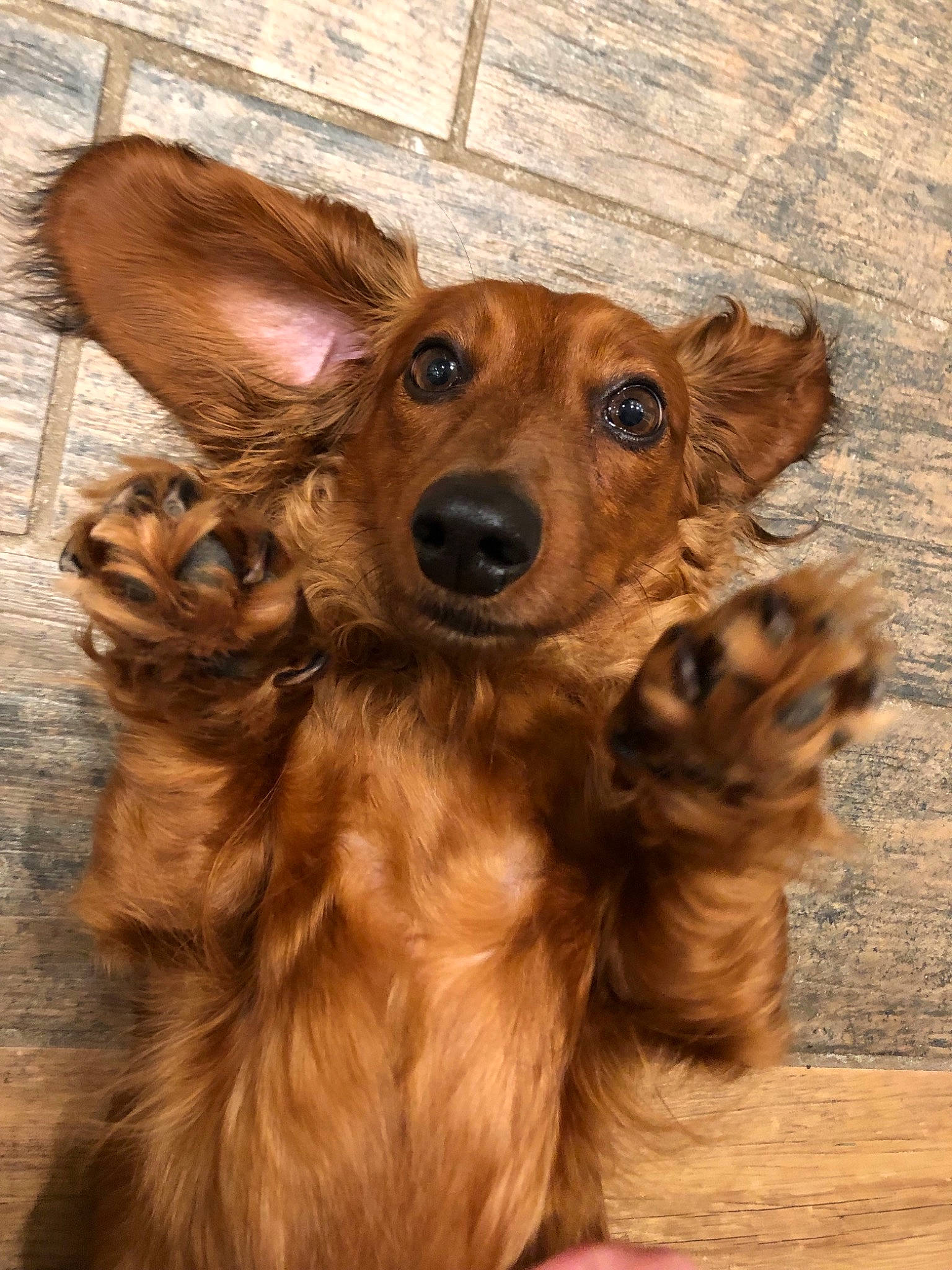 Ginger is registered to the contest to win money with this photo: canidae, caramel_color, carnivore, cocker_spaniel, companion_dog, dog, dog_breed, english_cocker_spaniel, fawn, mammal, puppy, rare_breed_dog, setter, snout, spaniel, sporting_group, street_dog