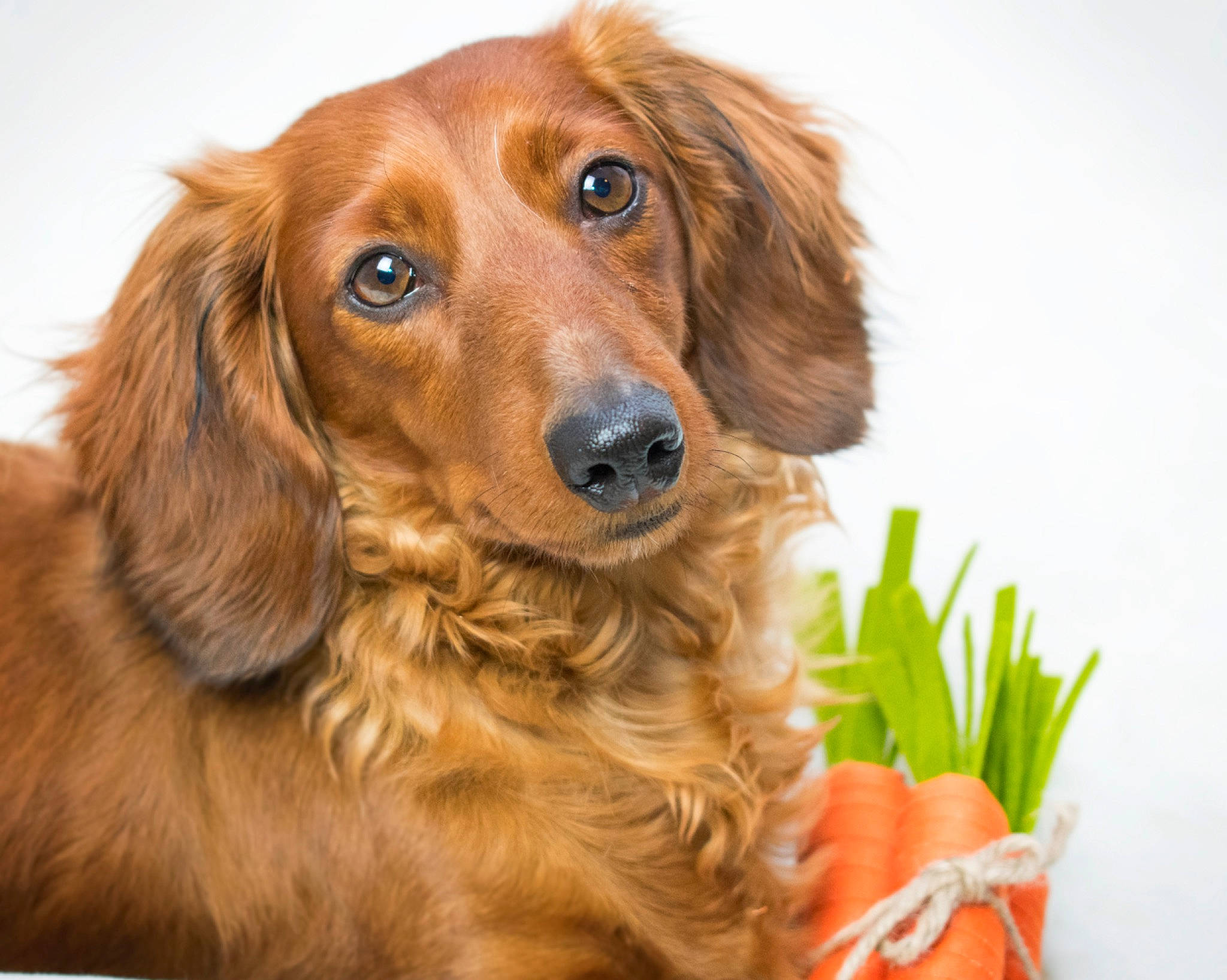 Ginger joined the competition — help win amazing prizes! canidae, carnivore, cocker_spaniel, companion_dog, dachshund, dog, dog_breed, fawn, irish_setter, long_hair, mammal, rare_breed_dog, snout, sporting_group, vertebrate