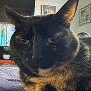 Dawn is registered to the contest to win money with this photo: blanket, cat, close_up, curious, decor, ears, face, fur, home_interior, indoor, pet, picture_frame, portrait, relaxed, sofa, tortoiseshell_cat, vase, wall, whiskers, yellow_eyes