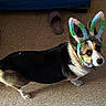 animal, black, brown, bunny_ears, colorful, corgi, costume, cute, dog, ears, floor, fur, indoor, looking_up, pet, playful, slipper, standing, tile, white