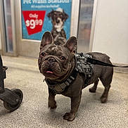 Ferragramo is registered to the contest to win money with this photo: dog, french_bulldog, pet, harness, leash, indoor, store, retail, sign, poster, advertisement, pet_wash, tile_floor, wrinkled_face, big_ears, tongue, cute, standing, shopping_cart_wheel, closeup