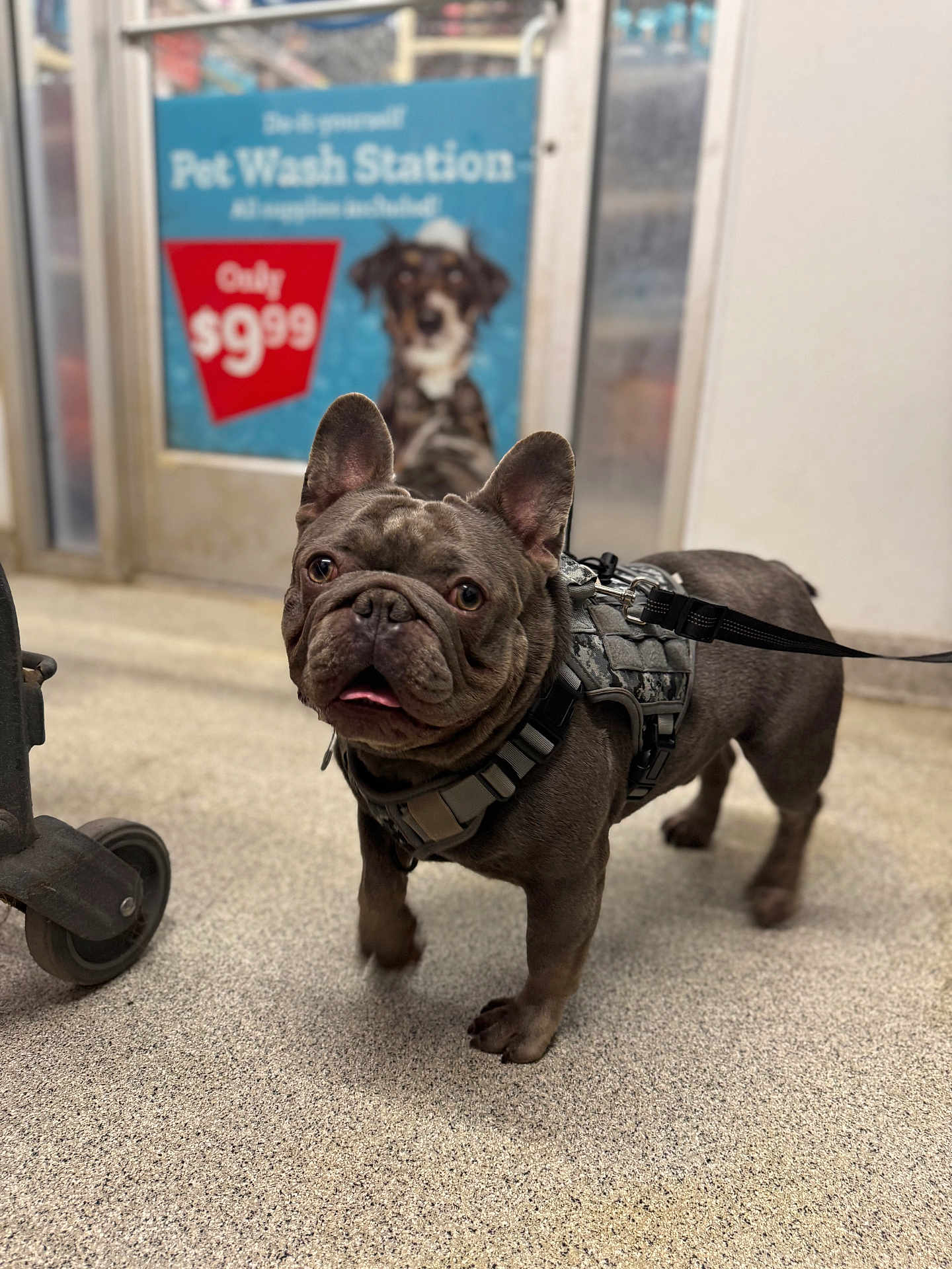 Ferragramo is registered to the contest to win money with this photo: dog, french_bulldog, pet, harness, leash, indoor, store, retail, sign, poster, advertisement, pet_wash, tile_floor, wrinkled_face, big_ears, tongue, cute, standing, shopping_cart_wheel, closeup