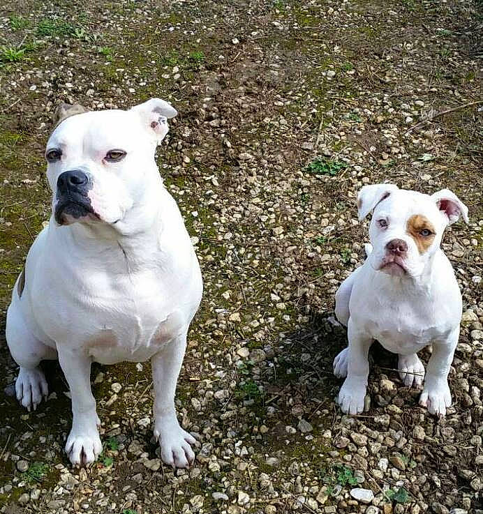 A.j. participe au concours pour gagner de l'argent avec cette photo : american_bulldog, australian_bulldog, bulldog, canidae, carnivore, companion_dog, cordoba_fighting_dog, dog, dog_breed, dogo_guatemalteco, dorset_olde_tyme_bulldogge, mammal, molosser, non_sporting_group, olde_english_bulldogge, snout, toy_bulldog, valley_bulldog, vertebrate, white_english_bulldog