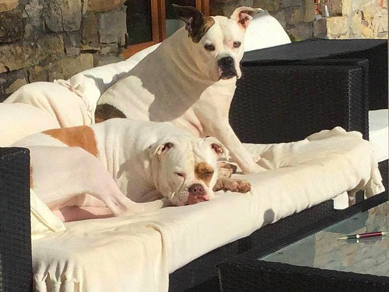 A.j. a rejoint le concours — aidez-le/la à gagner de superbes lots ! american_bulldog, australian_bulldog, boxer, canidae, carnivore, companion_dog, couch, dog, dog_breed, dogo_argentino, fawn, furniture, mammal, non_sporting_group, puppy_love, rare_breed_dog, valley_bulldog, vertebrate