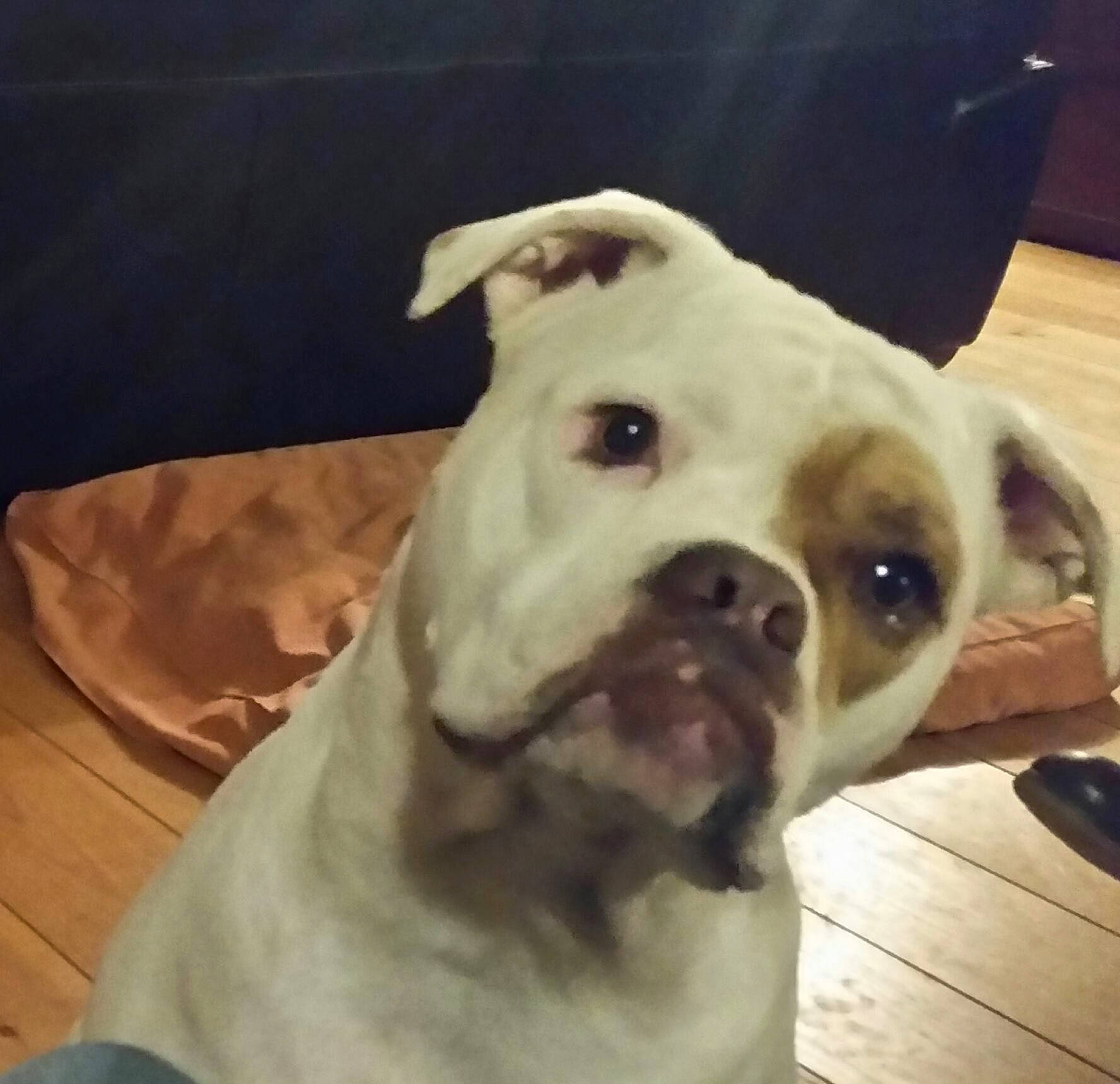 Maddy participe au concours pour gagner de l'argent avec cette photo : american_bulldog, australian_bulldog, bulldog, canidae, carnivore, companion_dog, dog, dog_breed, ear, eye, head, mammal, non_sporting_group, nose, old_english_bulldog, olde_english_bulldogge, skin, snout, valley_bulldog, white_english_bulldog