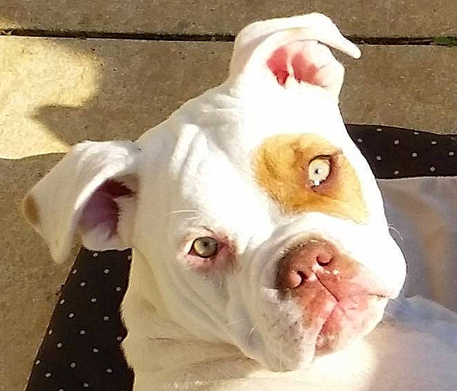 Maddy a rejoint le concours — aidez-le/la à gagner de superbes lots ! american_bulldog, australian_bulldog, bulldog, canidae, carnivore, companion_dog, dog, dog_breed, mammal, non_sporting_group, nose, old_english_bulldog, olde_english_bulldogge, puppy_love, skin, snout, toy_bulldog, valley_bulldog, vertebrate, white_english_bulldog