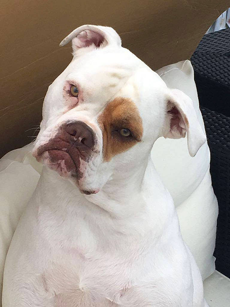 Maddy a rejoint le concours — aidez-le/la à gagner de superbes lots ! canidae, carnivore, companion_dog, dog, dog_breed, dogo_guatemalteco, ear, fawn, mammal, non_sporting_group, nose, pit_bull, puppy, puppy_love, rare_breed_dog, skin, snout, sporting_group, valley_bulldog, vertebrate