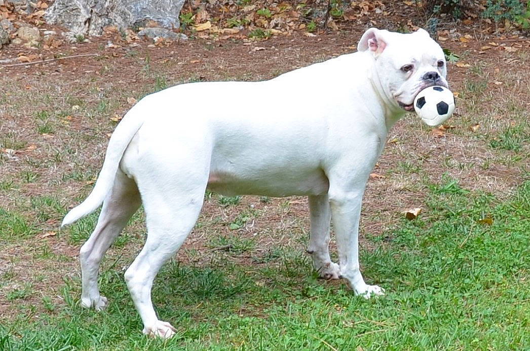 Jesse a rejoint le concours — aidez-le/la à gagner de superbes lots ! american_bulldog, american_pit_bull_terrier, american_staffordshire_terrier, ancient_dog_breeds, bull_and_terrier, bully_kutta, canidae, carnivore, companion_dog, cordoba_fighting_dog, dog, dog_breed, dogo_argentino, dogo_guatemalteco, fawn, mammal, non_sporting_group, rare_breed_dog, tail, vertebrate