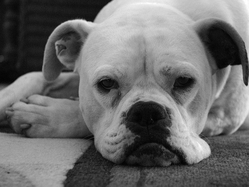 Jesse participe au concours pour gagner de l'argent avec cette photo : american_bulldog, australian_bulldog, black_and_white, boxer, bulldog, canidae, carnivore, companion_dog, dog, dog_breed, eye, mammal, non_sporting_group, nose, puppy, skin, snout, sporting_group, vertebrate, white_english_bulldog