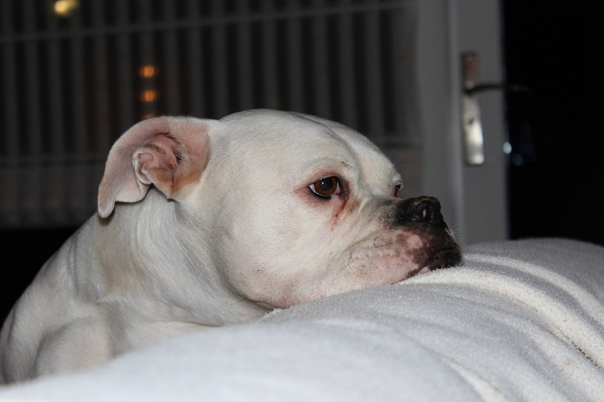 Jesse a rejoint le concours — aidez-le/la à gagner de superbes lots ! american_bulldog, australian_bulldog, bulldog, canidae, carnivore, companion_dog, dog, dog_breed, dorset_olde_tyme_bulldogge, mammal, non_sporting_group, nose, old_english_bulldog, puppy, skin, snout, toy_bulldog, valley_bulldog, vertebrate, white_english_bulldog