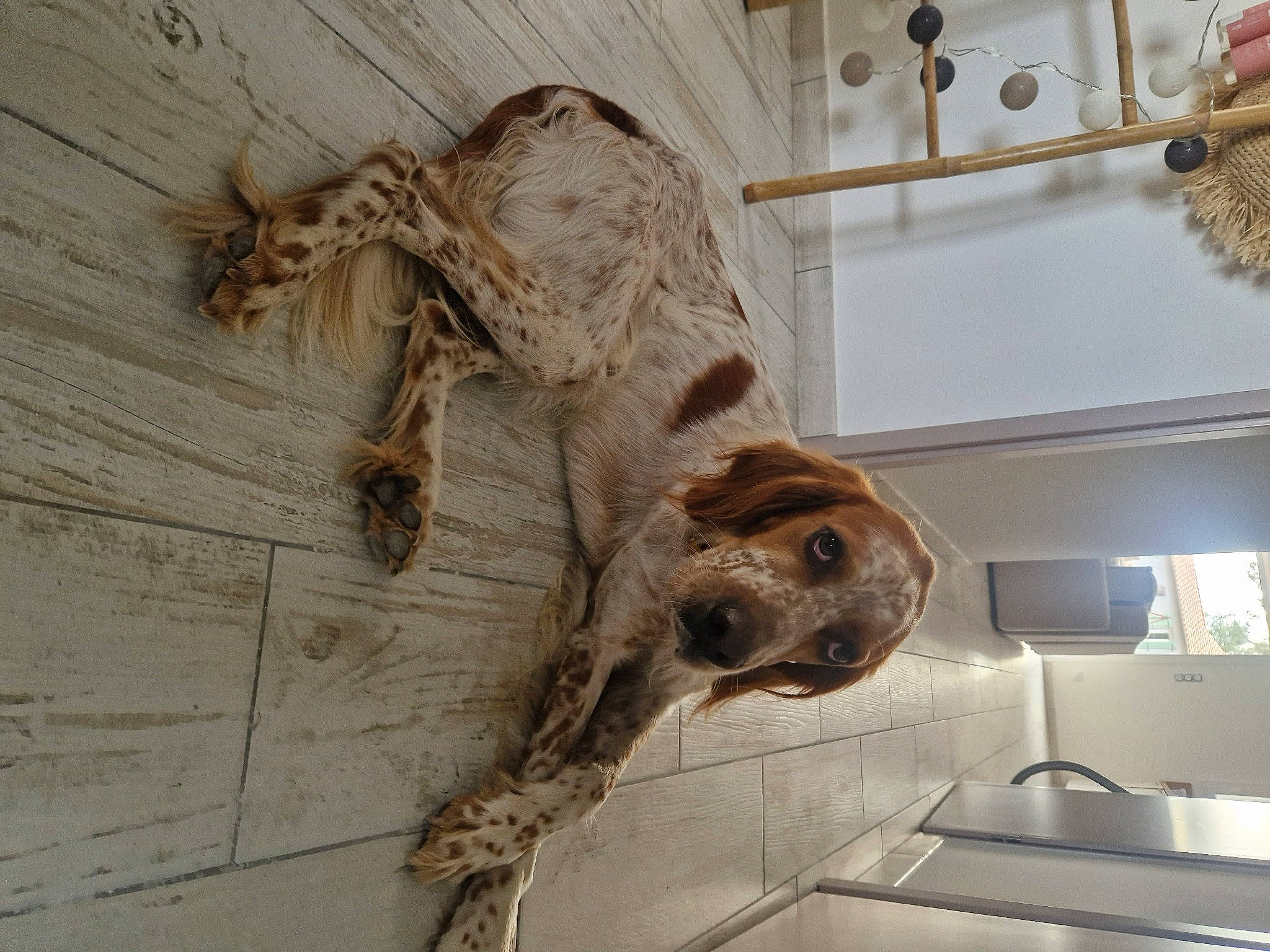 Sako participe au concours pour gagner de l'argent avec cette photo : ancient_history, art, artifact, bone, carving, dog, dog_breed, extinction, fossil, fur, jaw, sculpture, skeleton, skull, tail, terrestrial_animal, tourist_attraction, visual_arts, wood, working_animal