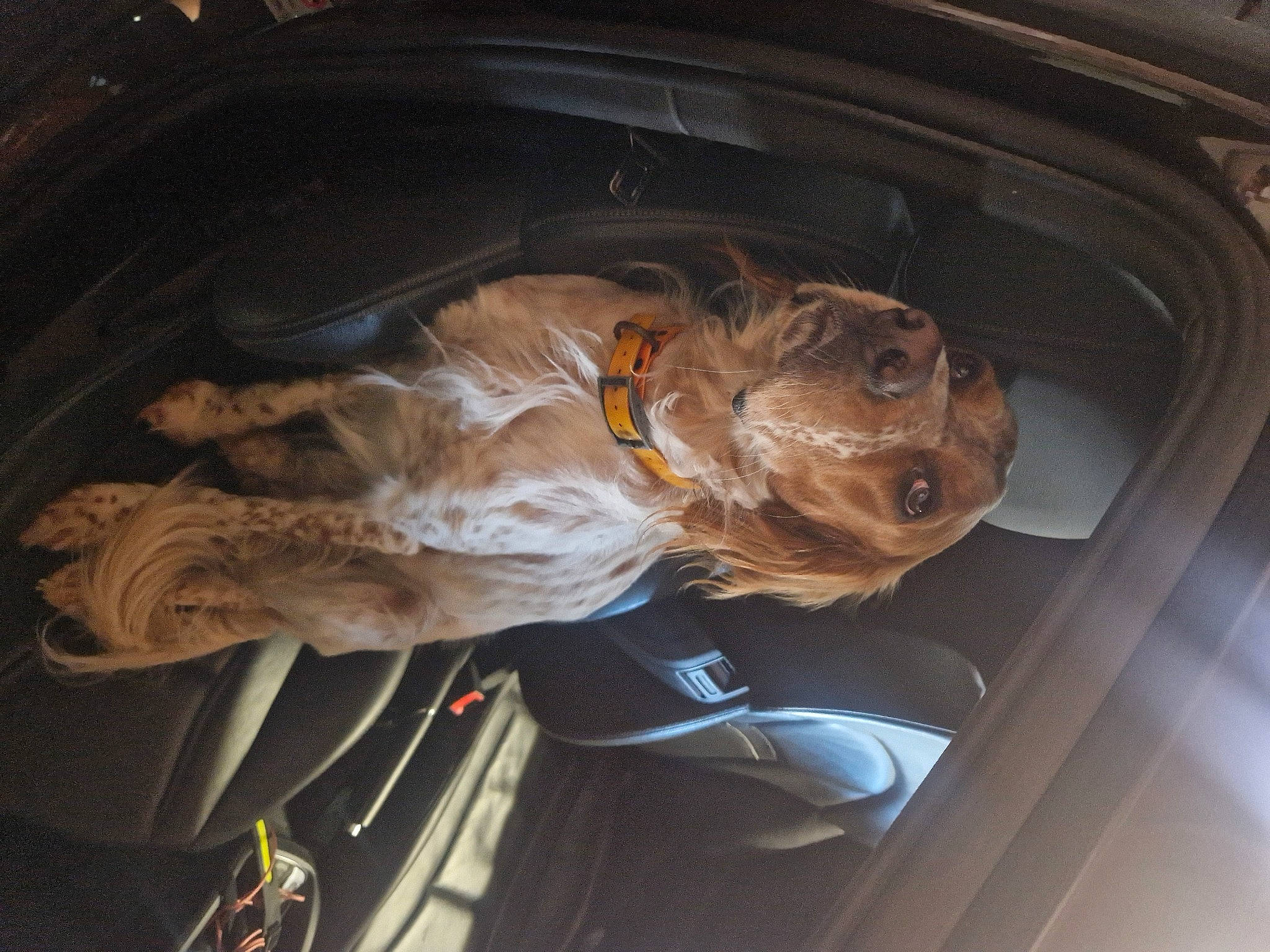 Sako a rejoint le concours — aidez-le/la à gagner de superbes lots ! auto_part, automotive_exterior, automotive_lighting, canidae, car, carnivore, dog, dog_breed, family_car, fawn, hood, motor_vehicle, personal_luxury_car, snout, sporting_group, trunk, vehicle, vehicle_door, windshield, working_animal