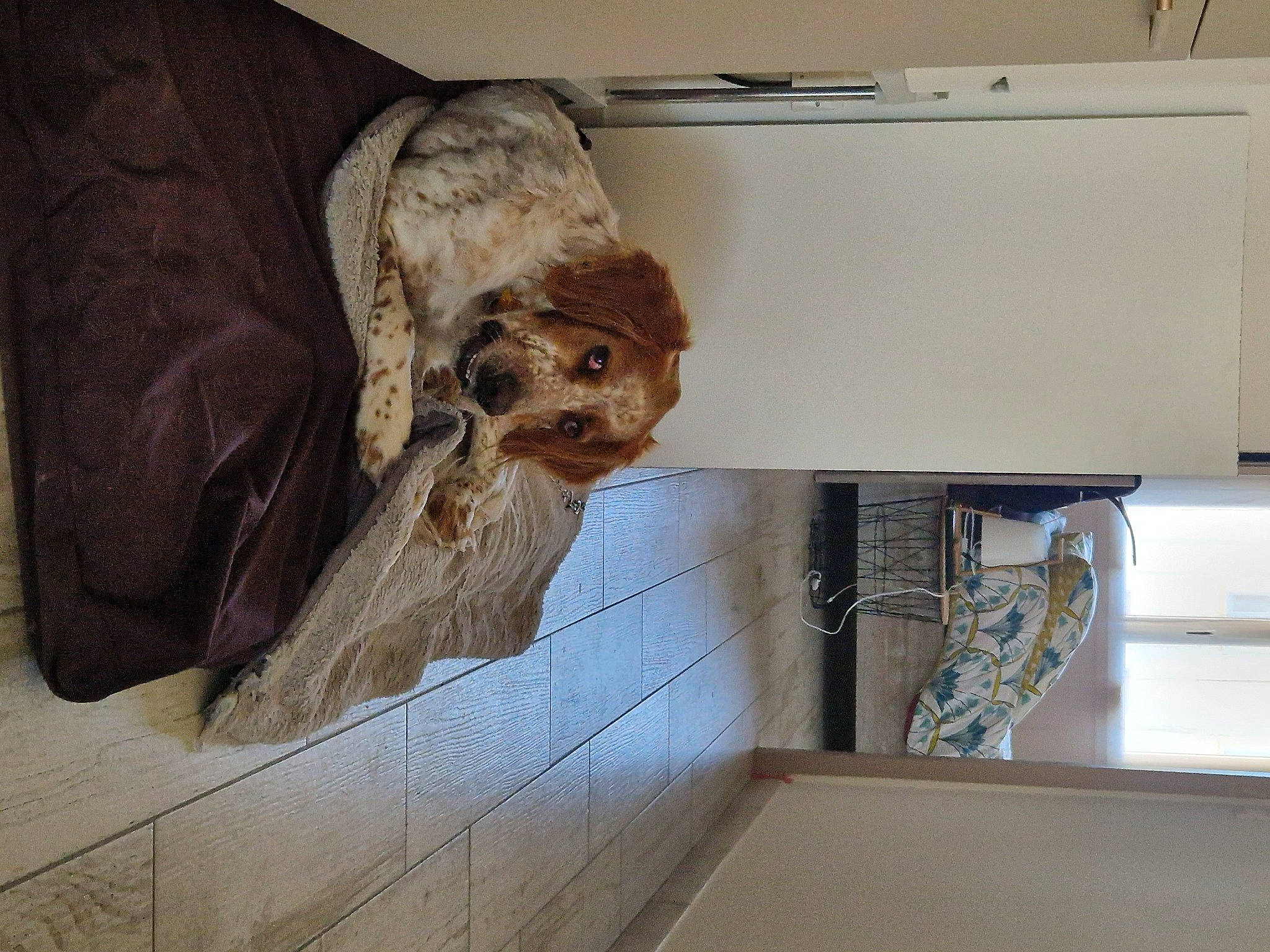 Sako a rejoint le concours — aidez-le/la à gagner de superbes lots ! canidae, carnivore, comfort, companion_dog, dog_breed, felidae, flooring, fur, hardwood, liver, pet_supply, refrigerator, room, shelving, skull, small_to_medium_sized_cats, tile, whiskers, wood, working_animal