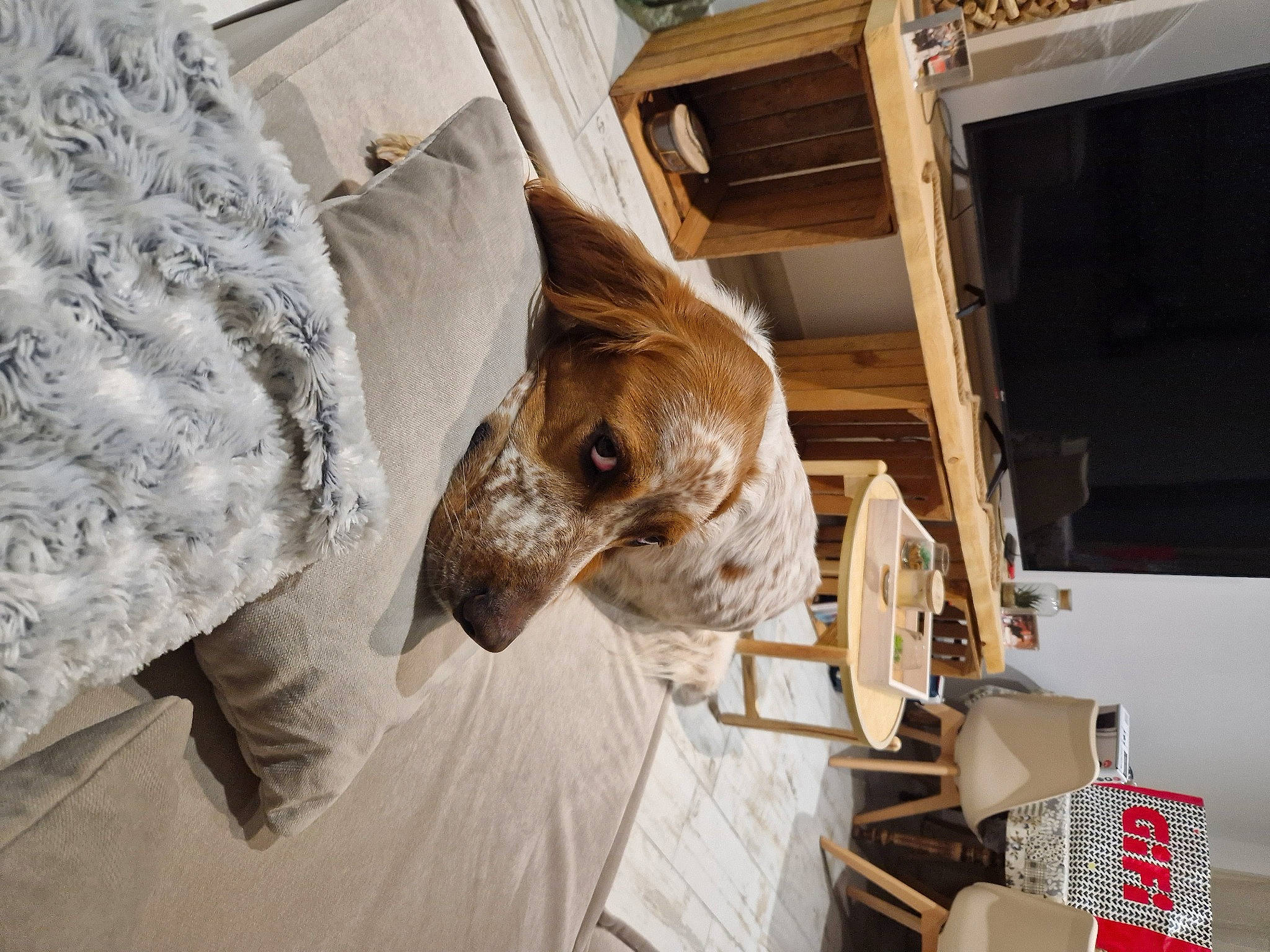 Sako a rejoint le concours — aidez-le/la à gagner de superbes lots ! bed_sheet, bedding, box, canidae, carnivore, comfort, companion_dog, fawn, felidae, flooring, fur, hardwood, linens, room, shipping_box, small_to_medium_sized_cats, sporting_group, terrestrial_animal, wood, working_animal