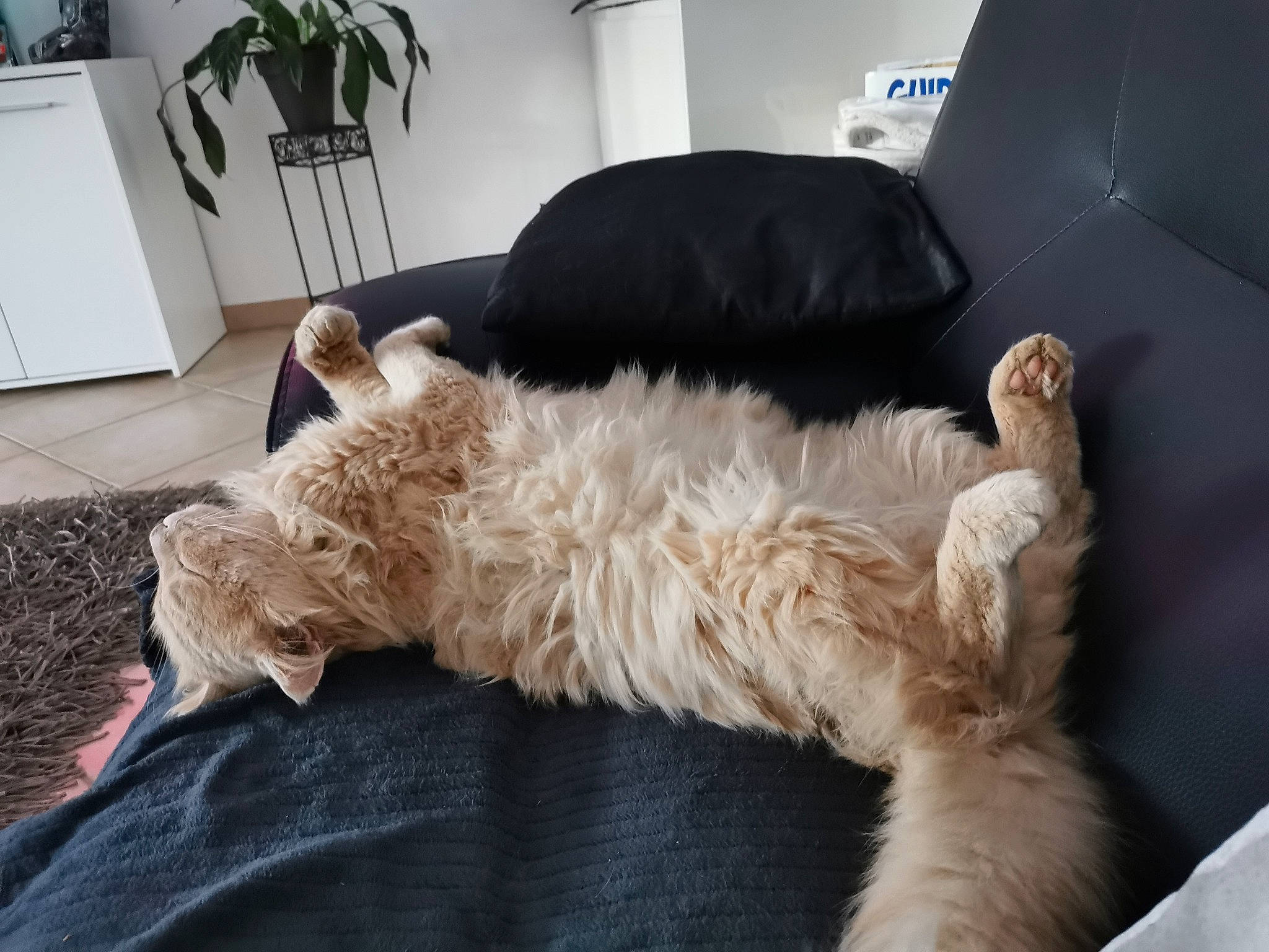 Hiro a rejoint le concours — aidez-le/la à gagner de superbes lots ! bed, carnivore, comfort, companion_dog, couch, dog_breed, duvet, fawn, felidae, flooring, houseplant, human_leg, picture_frame, plant, room, small_to_medium_sized_cats, sporting_group, tail, whiskers, wood