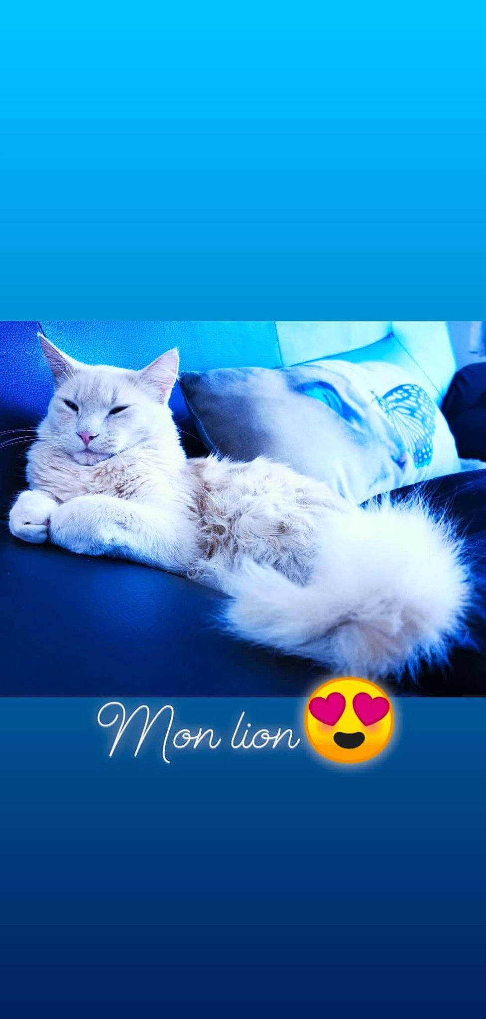 Hiro participe au concours pour gagner de l'argent avec cette photo : art, blue, carnivore, cat, claw, comfort, electric_blue, felidae, font, fur, gesture, happy, love, paw, photo_caption, small_to_medium_sized_cats, tail, whiskers