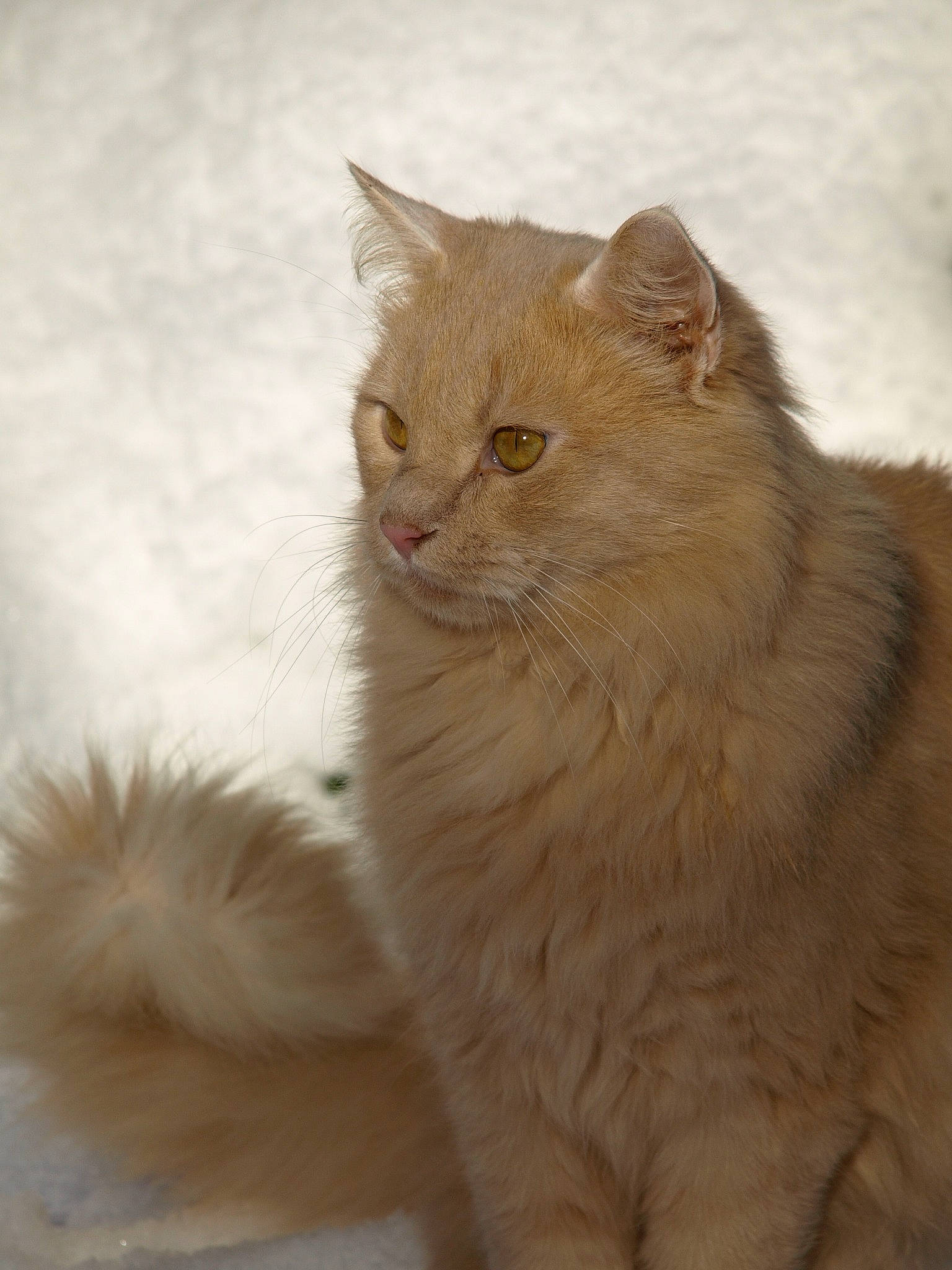 Hiro participe au concours pour gagner de l'argent avec cette photo : carnivore, cat, claw, domestic_short_haired_cat, eye, fawn, felidae, fur, paw, small_to_medium_sized_cats, tail, terrestrial_animal, whiskers, wildlife, window, wood