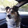 Canaille a rejoint le concours — aidez-le/la à gagner de superbes lots ! animal, car_interior, collar, companion, cute, dashboard, daylight, dog, fur, nature, outdoor, pet, portrait, seat, seatbelt, sunlight, tag, travel, tree, window