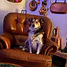 Canaille participe au concours pour gagner de l'argent avec cette photo : animal, brown, copper_pans, cozy, decor, dog, floor, furniture, furry, garland, home, indoor, leather_chair, pet, portrait, relaxed, sitting, table, vintage, wall