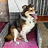 animal, canine, chair, companion, cushion, dog, domestic, fur, happy, homedecor, indoor, pet, pink, portrait, relaxed, sitting, stone_wall, tongue_out, wicker, wooden_door