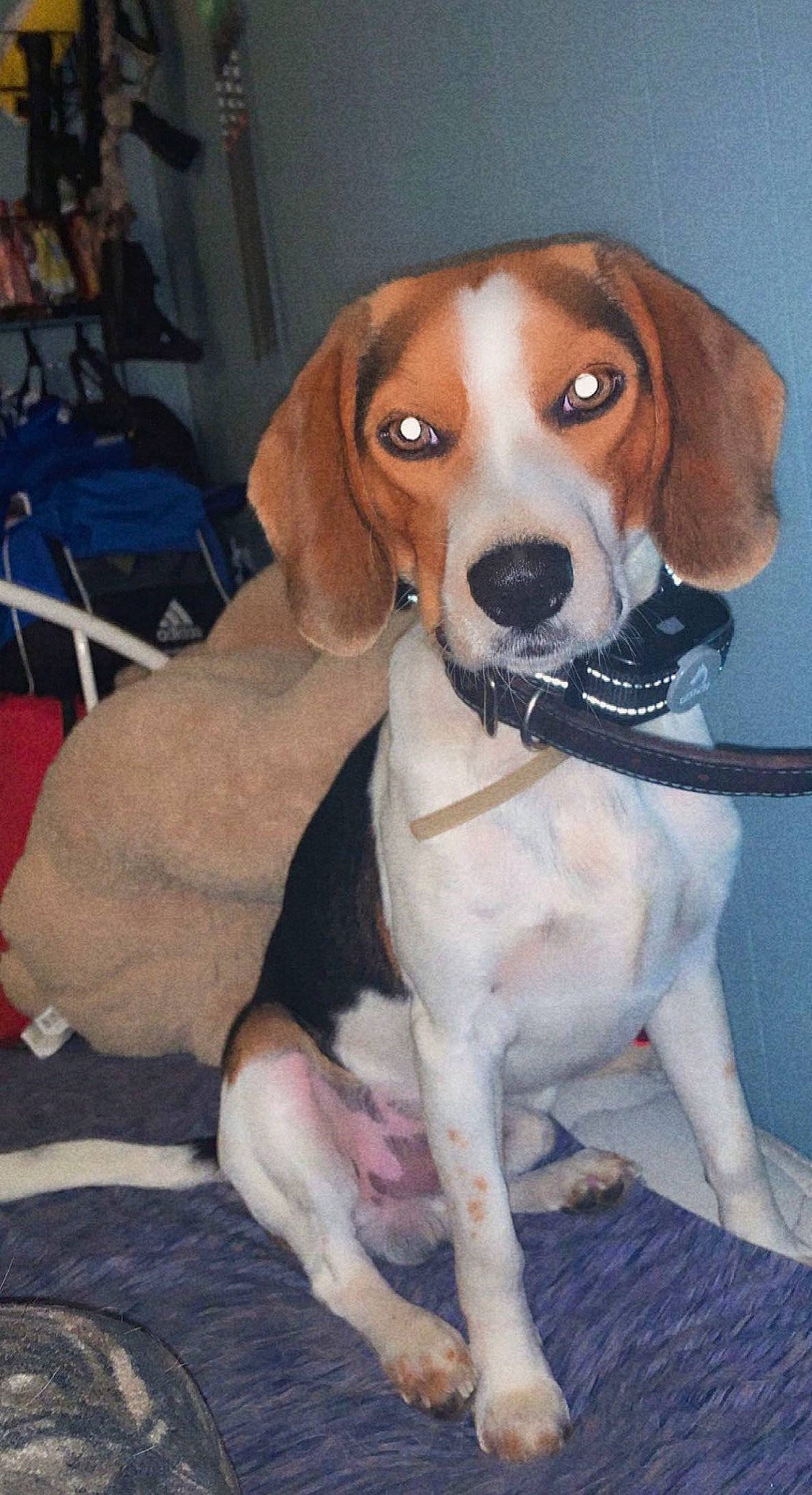 Brantley is registered to the contest to win money with this photo: beagle, canidae, carnivore, collar, companion_dog, dog, dog_breed, dog_collar, dog_supply, fawn, hound, hunting_dog, liver, pet_supply, scent_hound, snout, sporting_group, tail, whiskers, working_animal