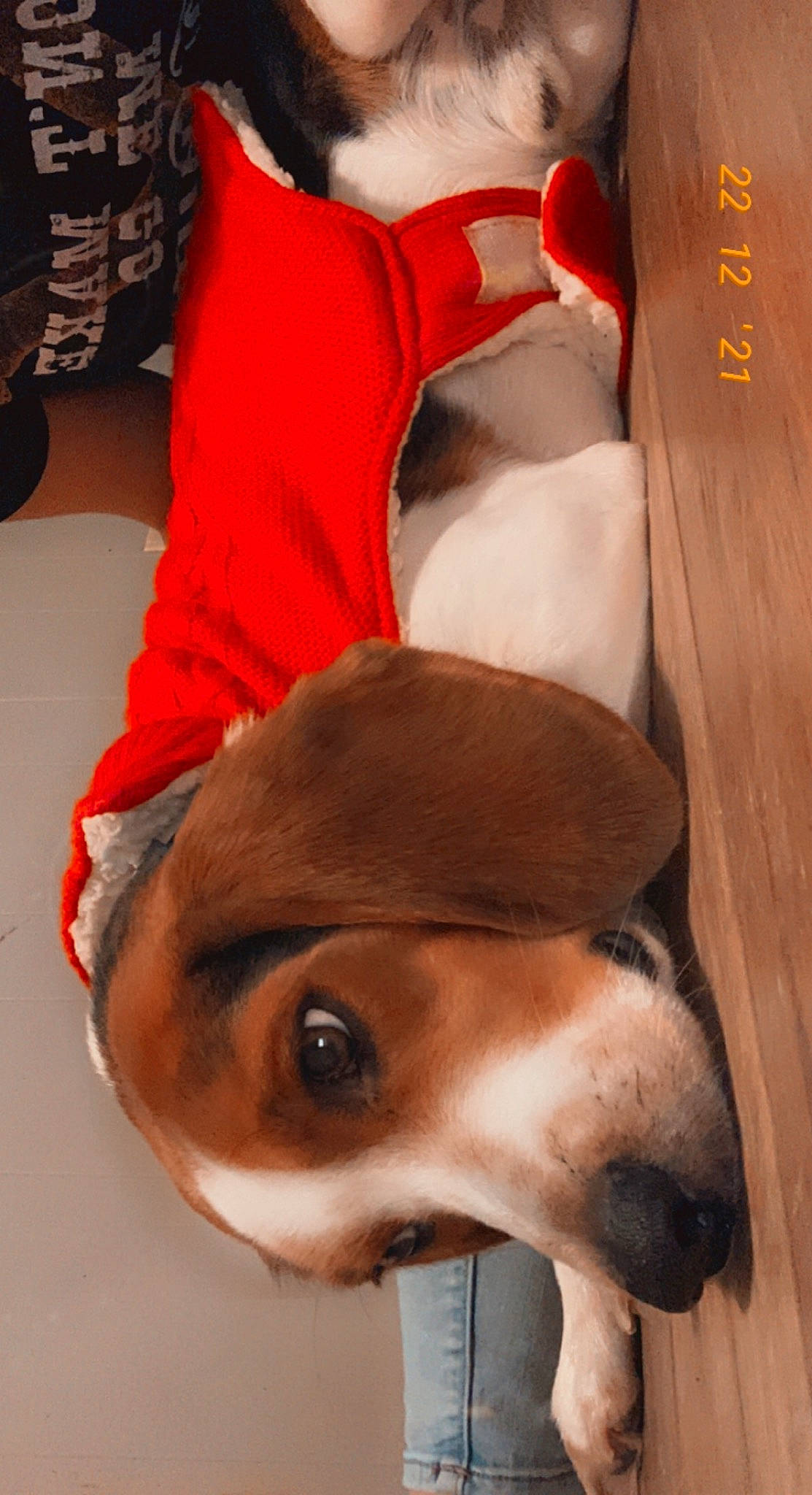 Brantley joined the competition — help win amazing prizes! carmine, carnivore, collar, comfort, companion_dog, dog, dog_breed, ear, fawn, fur, human_leg, jaw, liver, pet_supply, snout, sporting_group, whiskers, wood, working_animal, wrinkle