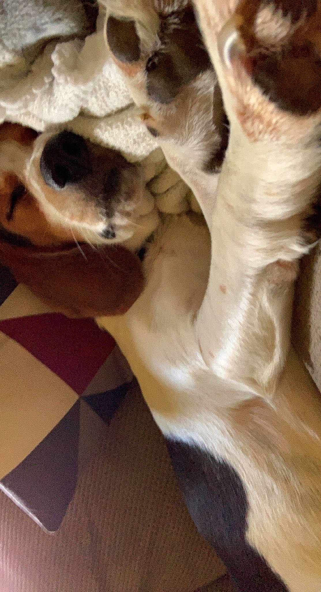 Brantley is registered to the contest to win money with this photo: carnivore, claw, comfort, companion_dog, dog_breed, fawn, felidae, fur, gesture, hardwood, jaw, mammal, paw, small_to_medium_sized_cats, snout, sporting_group, tail, whiskers, wildlife, wood