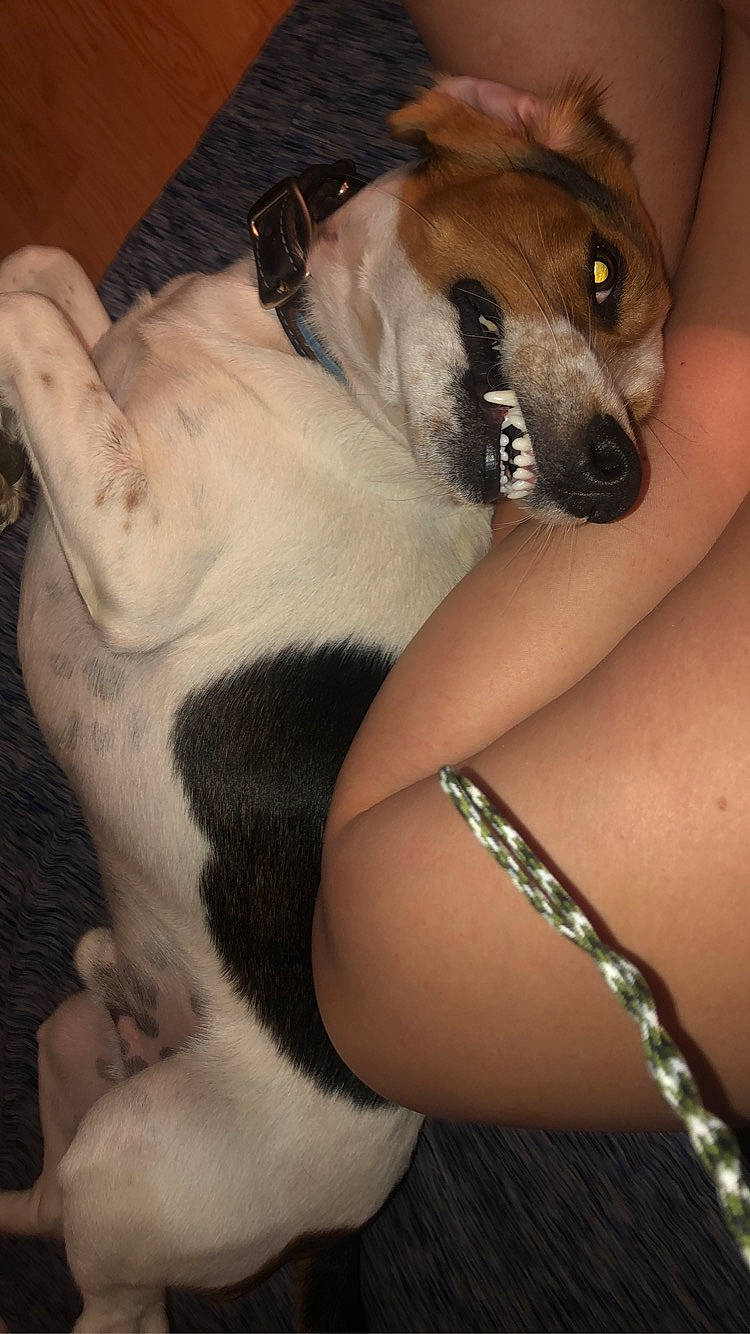 Brantley is registered to the contest to win money with this photo: carnivore, comfort, companion_dog, dog, dog_breed, dog_supply, elbow, fawn, foot, fur, human_leg, knee, nail, paw, snout, terrestrial_animal, thigh, whiskers, working_animal, wrist