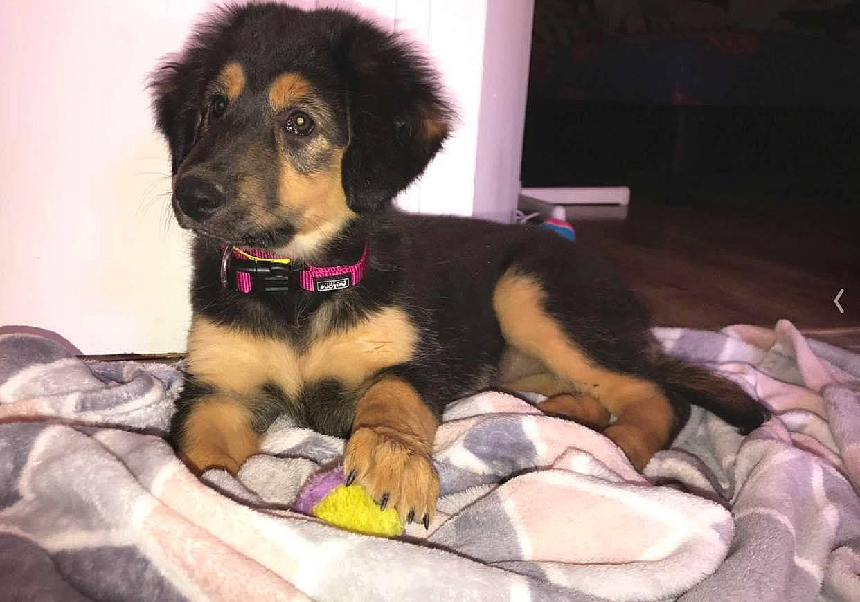 Raïka a rejoint le concours — aidez-le/la à gagner de superbes lots ! canidae, carnivore, companion_dog, dog, dog_breed, hovawart, leonberger, mammal, puppy, rare_breed_dog, snout, sporting_group, vertebrate