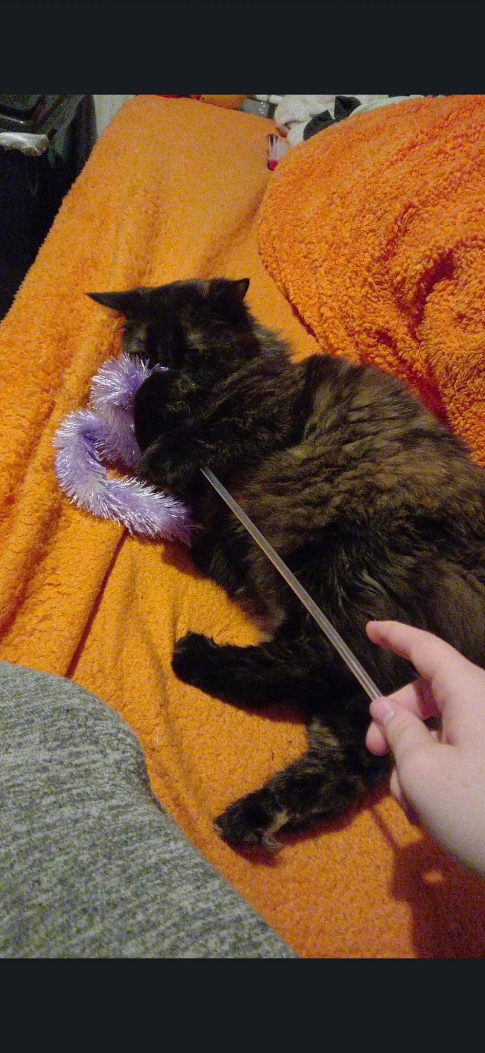 Sooty is registered to the contest to win money with this photo: black_cat, carnivore, cat, claw, comfort, dog_breed, domestic_short_haired_cat, felidae, flooring, fur, grey, paw, small_to_medium_sized_cats, tail, terrestrial_animal, whiskers