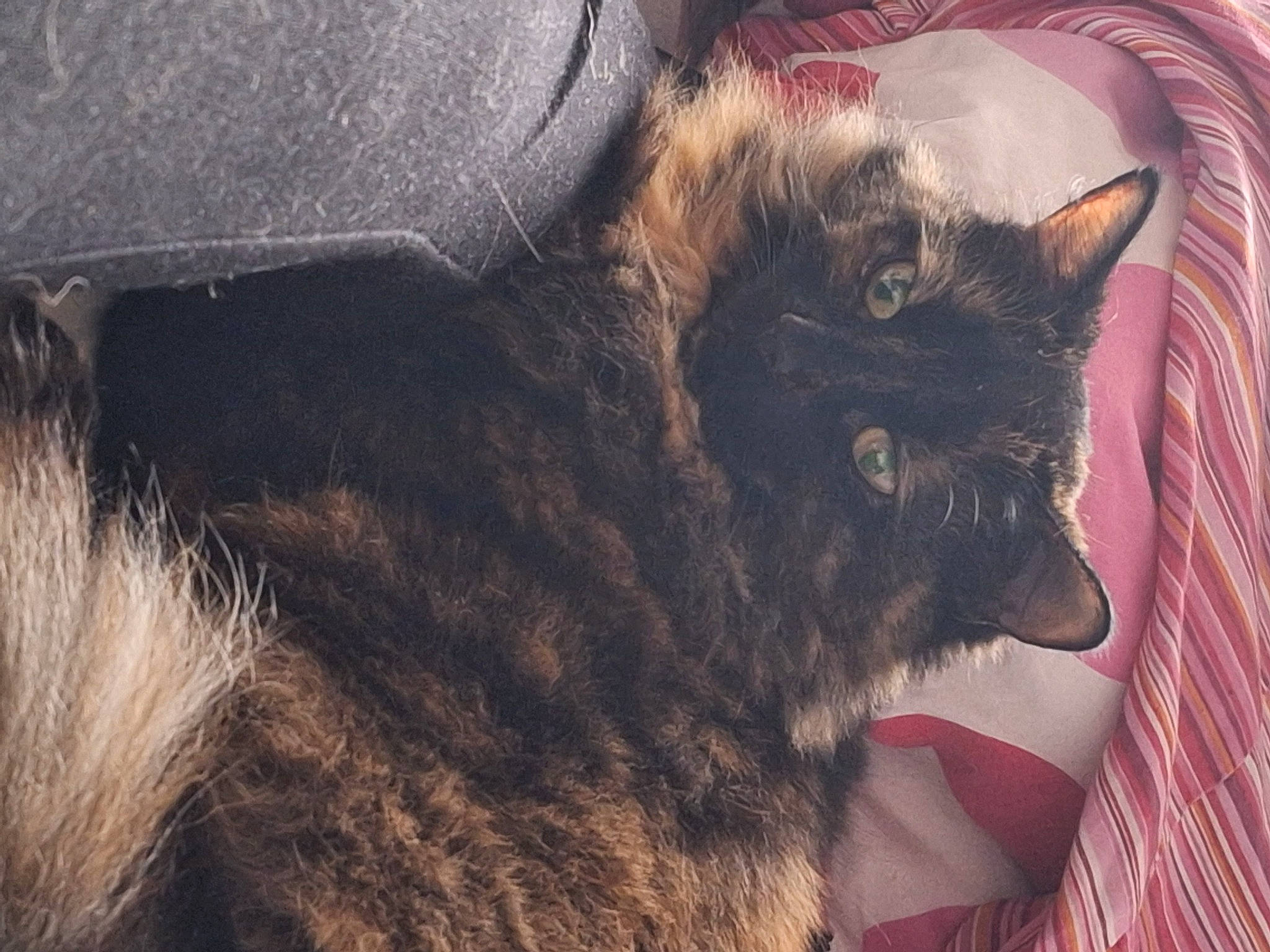 Sooty joined the competition — help win amazing prizes! black_cat, box, carnivore, cat, claw, comfort, domestic_short_haired_cat, felidae, fur, nap, paw, small_to_medium_sized_cats, snout, tail, terrestrial_animal, whiskers