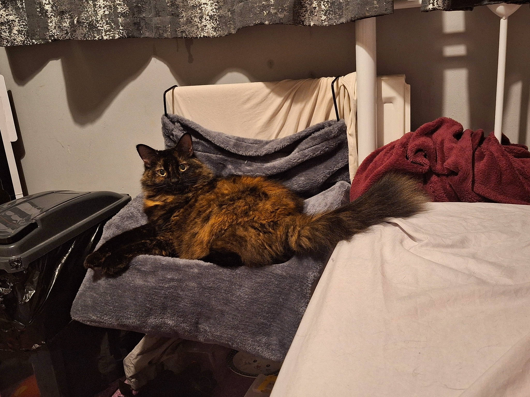 Sooty is registered to the contest to win money with this photo: bag, bed, bed_frame, bedding, bedroom, brown, carnivore, cat, comfort, felidae, grey, house, linens, luggage_and_bags, mammal, small_to_medium_sized_cats, textile, vertebrate, whiskers, wood