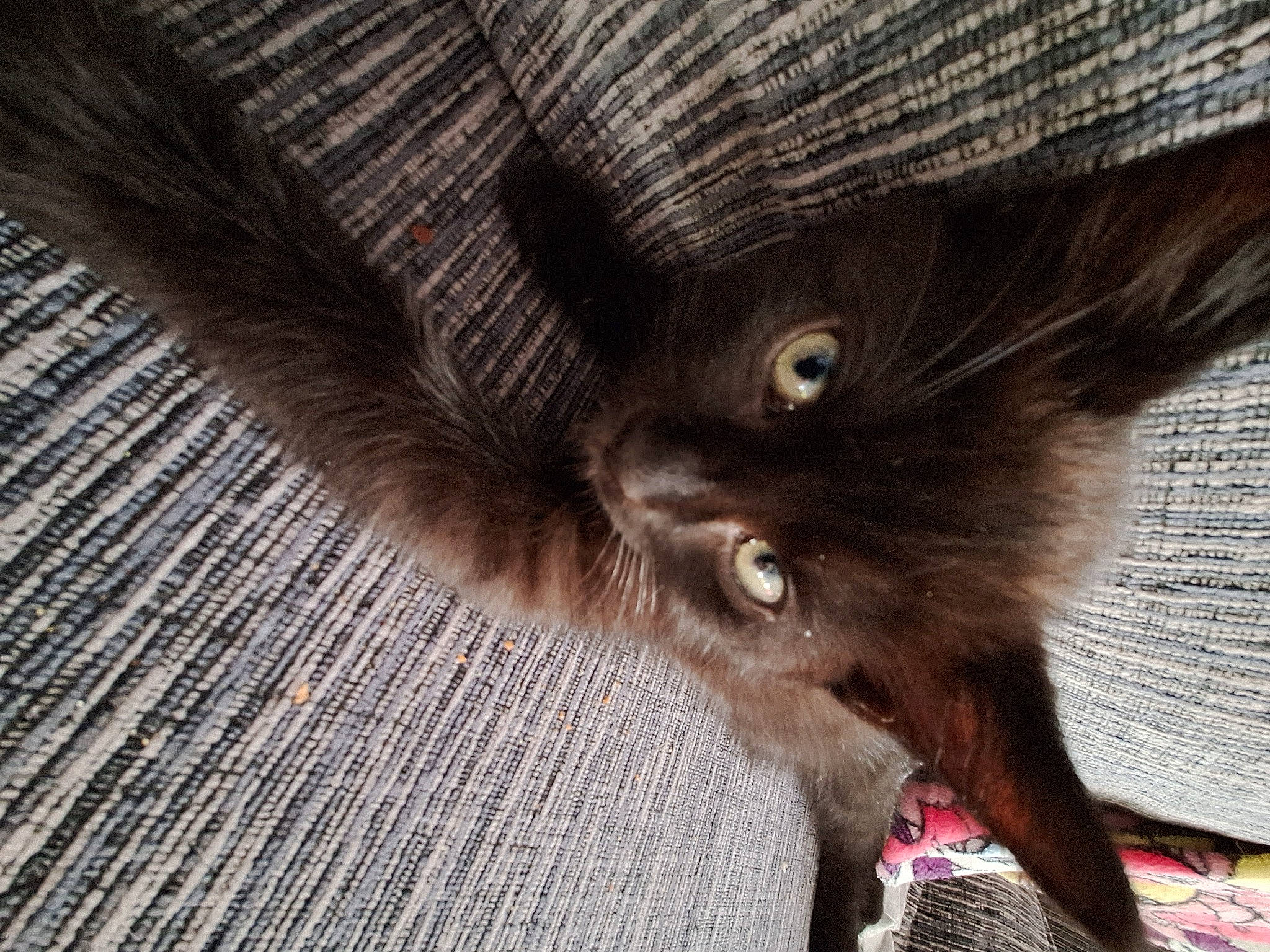 Levon joined the competition — help win amazing prizes! black_cat, carnivore, cat, claw, dog_breed, ear, fawn, felidae, flooring, fur, grey, liver, small_to_medium_sized_cats, snout, sporting_group, tail, terrestrial_animal, whiskers, wood, working_animal