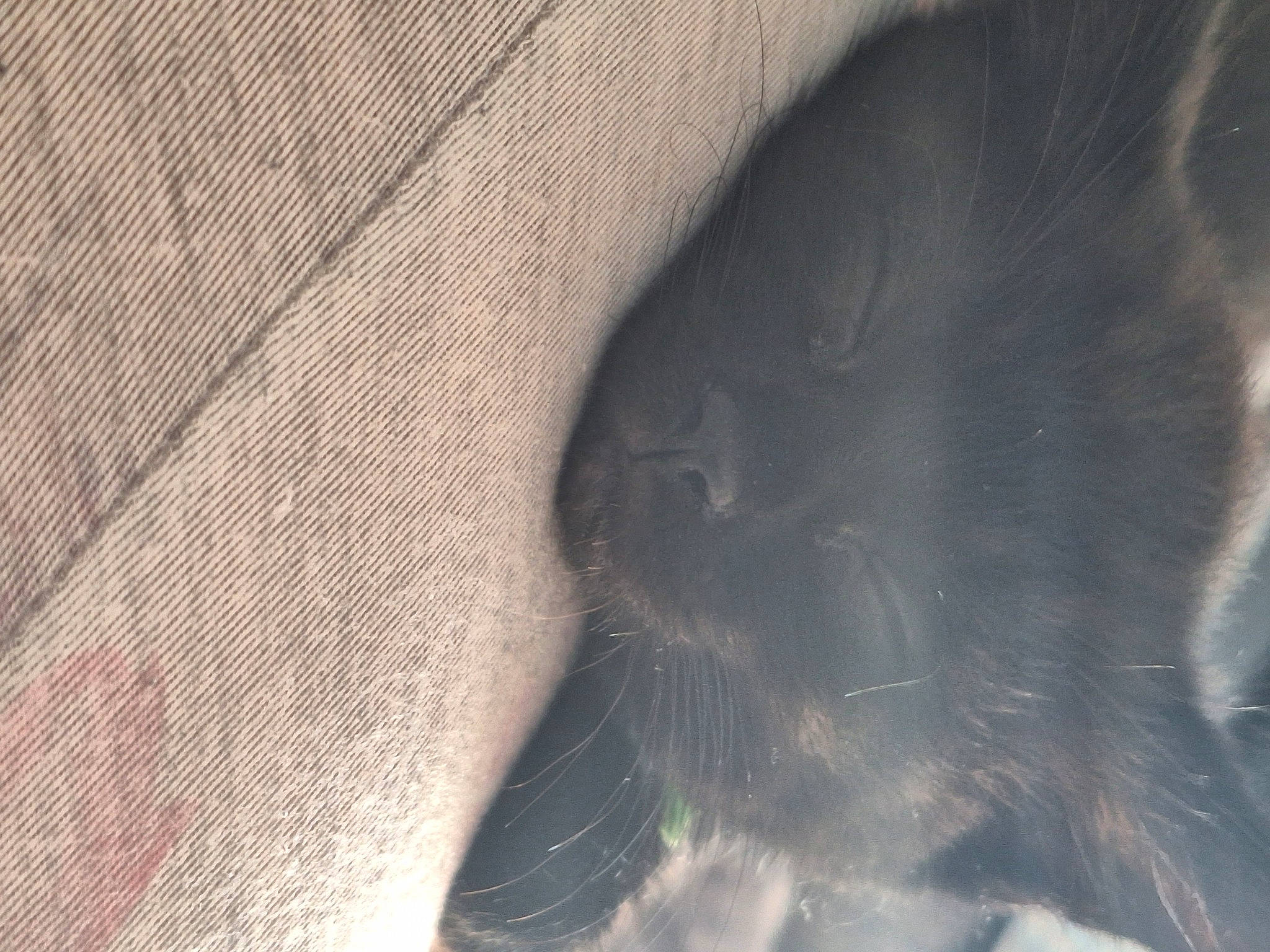 Levon is registered to the contest to win money with this photo: black_cat, carnivore, cat, comfort, domestic_short_haired_cat, felidae, fur, grey, human_leg, leg, monochrome, monochrome_photography, pattern, paw, small_to_medium_sized_cats, snout, tail, tints_and_shades, whiskers, window