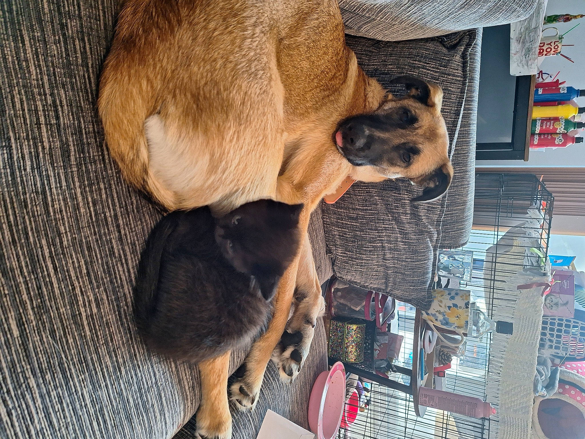 Levon joined the competition — help win amazing prizes! canidae, carnivore, collar, comfort, companion_dog, dog, dog_breed, fawn, fur, liver, pet_supply, snout, sporting_group, tail, working_animal