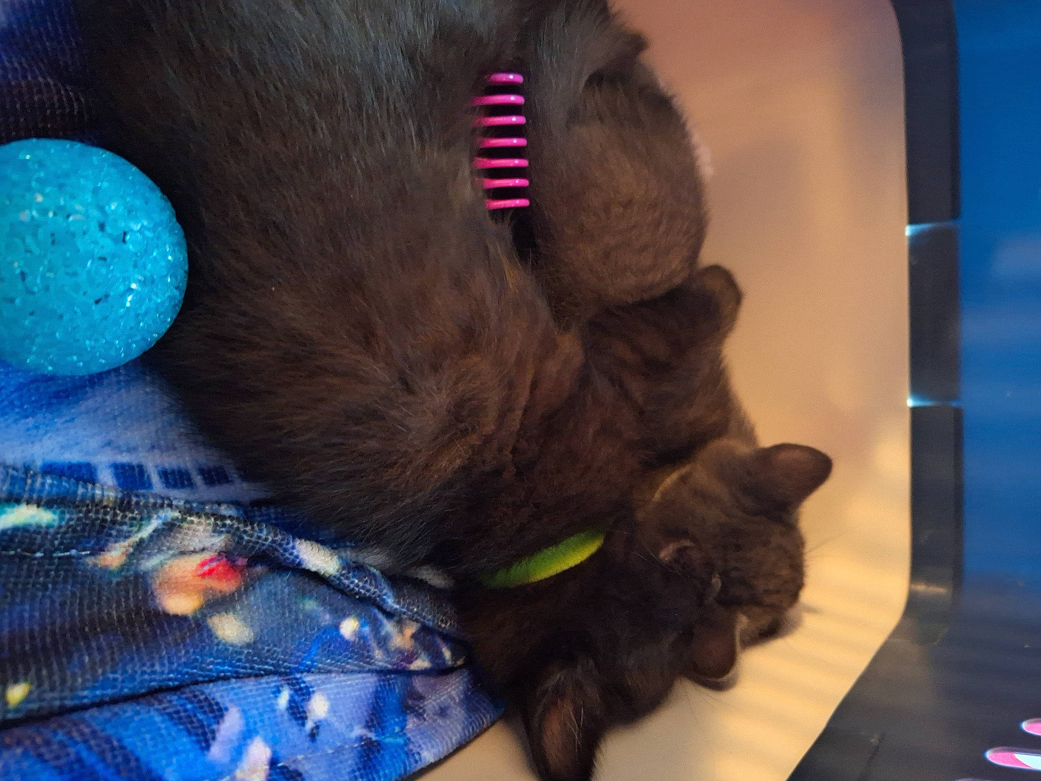 Levon joined the competition — help win amazing prizes! black_cat, carnivore, cat, cat_supply, claw, comfort, dog_breed, domestic_short_haired_cat, electric_blue, felidae, fur, liver, mammal, paw, small_to_medium_sized_cats, snout, sporting_group, tail, vertebrate, whiskers