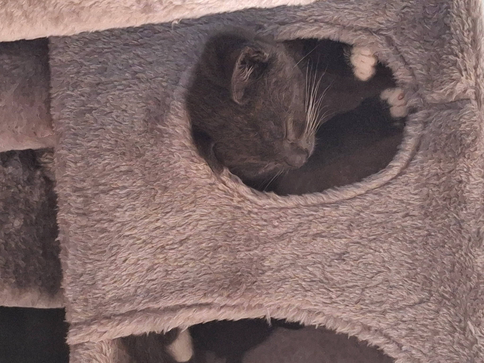 Mr Grey is registered to the contest to win money with this photo: carnivore, fawn, felidae, fur, grey, hardwood, natural_material, pattern, plywood, snout, tail, terrestrial_animal, tree, trunk, whiskers, wildlife, window, wood, wool, working_animal