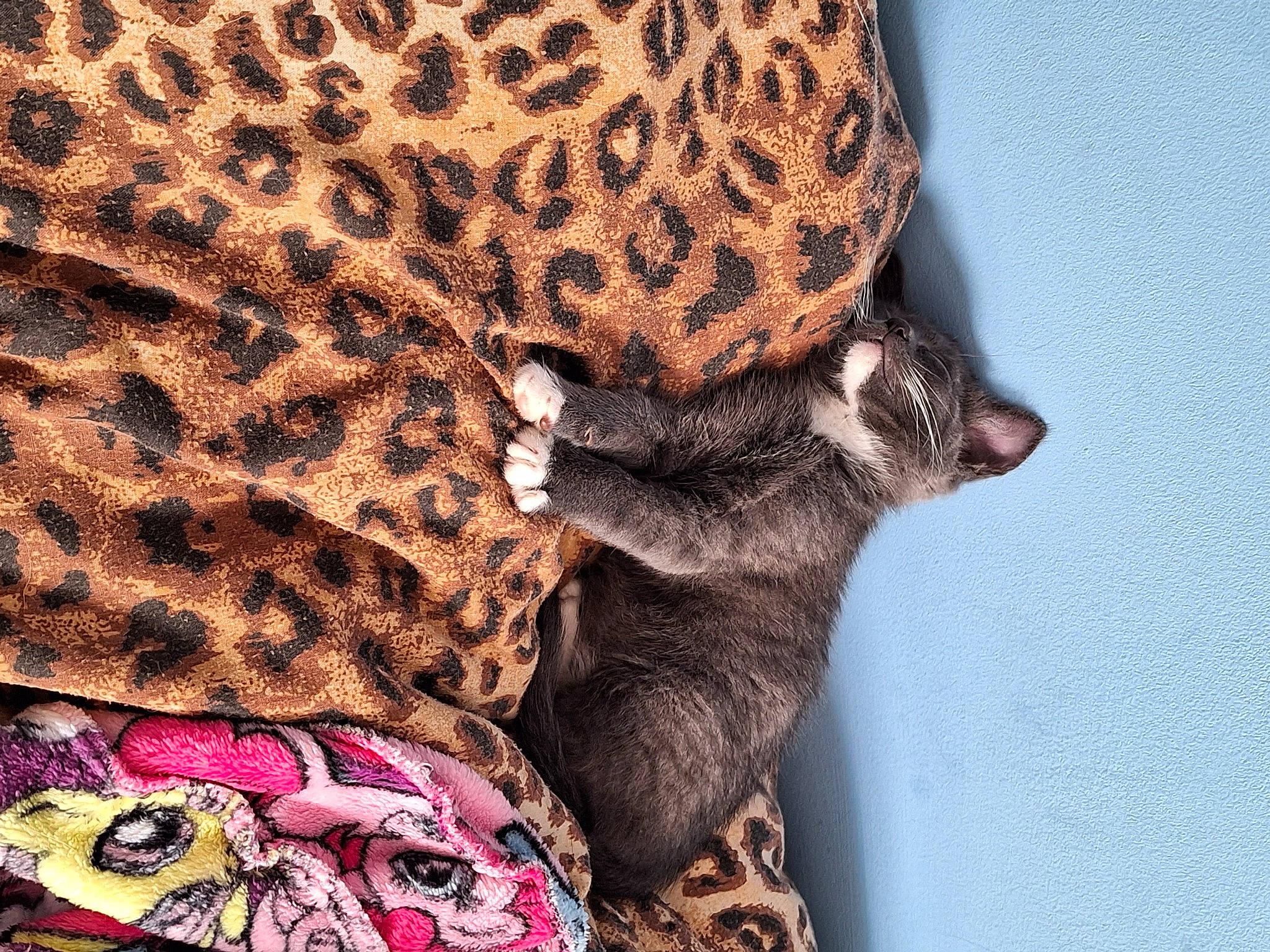 Mr Grey joined the competition — help win amazing prizes! big_cats, carnivore, cat, comfort, fashion_accessory, fawn, felidae, fur, linens, pattern, sleeve, small_to_medium_sized_cats, terrestrial_animal, whiskers, wildlife