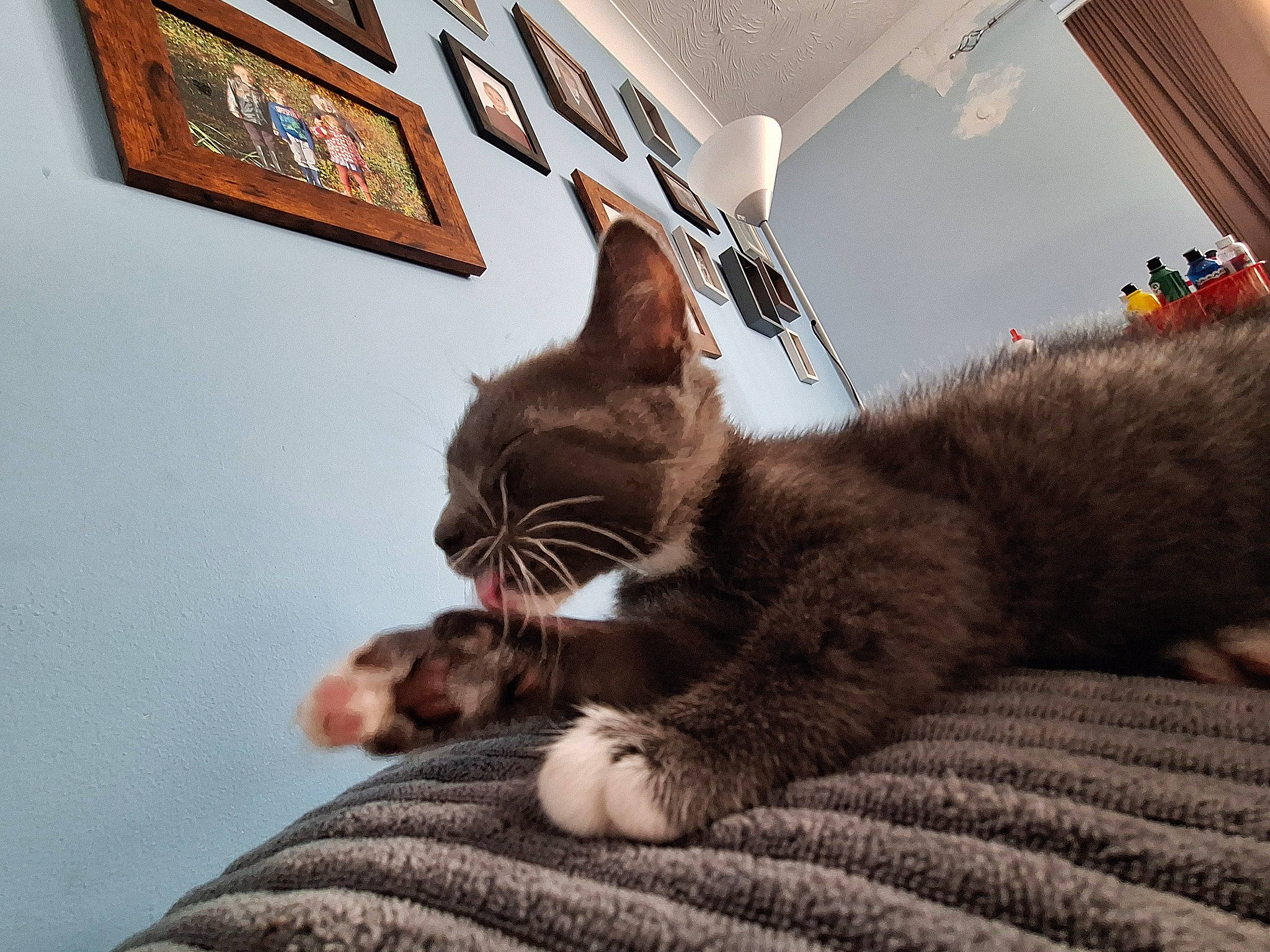 Mr Grey is registered to the contest to win money with this photo: brown, carnivore, cat, comfort, domestic_short_haired_cat, felidae, flooring, fur, grey, hardwood, linens, picture_frame, plant, room, small_to_medium_sized_cats, snout, tail, whiskers, window, wood